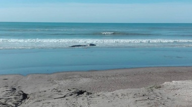 Ballena muerta en la orilla de "El Caño"