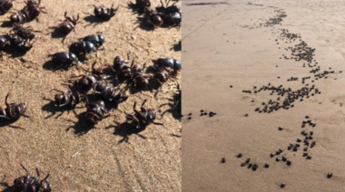 La invasión de escarabajos también se dio en otras ciudades de la Costa Atlántica