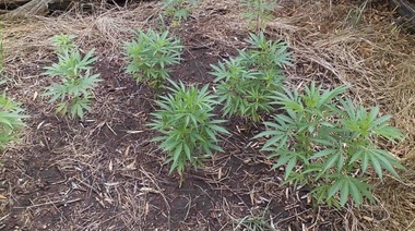 Hallaron una plantación de marihuana en el corazón del Parque Miguel Lillo
