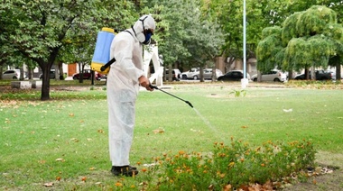 Tras la invasión de mosquitos, iniciaron procedimientos de fumigación en la ciudad