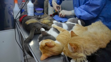 Necochea: habrá castración de gatos con cupos y orden de llegada