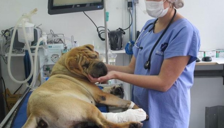 Veterinarias cerradas para visibilizar actos de violencia contra profesionales