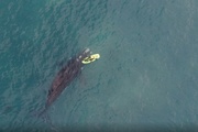 Prefectura lanzó criterios y restricciones para el acercamiento a las ballenas
