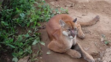 ¿Un puma suelto en el Parque Miguel Lillo? Recomendaciones por posible avistamiento en Necochea