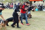 Éxito total: Ovejeros alemanes se lucieron en la Competencia Nacional en Necochea