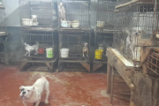 Rescatan 600 animales de un criadero clandestino en Adrogué