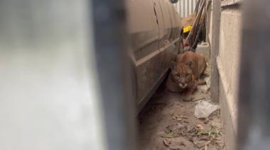 Fue encontrado un puma en una vivienda de Juan N Fernández