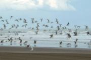 Necochea: así estará el clima este domingo, con mínima de 9° y sin lluvias