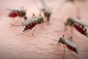 Necochea libre de dengue y encefalitis equina según el gobierno bonaerense