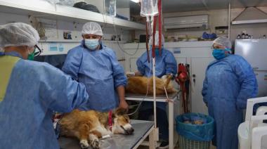 Castraciones gratuitas en Quequén: el Quirófano Móvil llega con turnos por WhatsApp