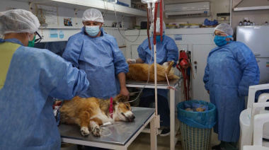 Quequén será sede del Quirófano Móvil: beneficios de la castración para perros y gatos