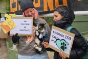 "Queremos replicar la experiencia de Neuquén en Necochea": charla sobre políticas públicas y derecho animal