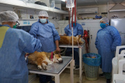 Quequén será sede del Quirófano Móvil: beneficios de la castración para perros y gatos
