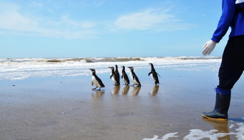 Convocatoria para recolectar información de la fauna marina en la costa