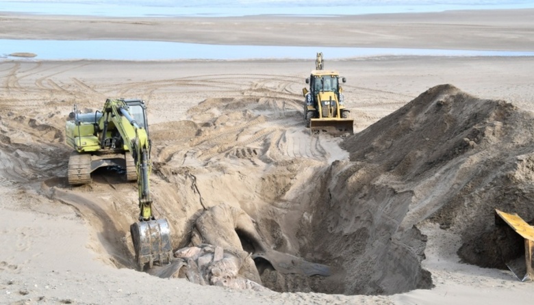 La ballena quedó sepultada en nuestras playas
