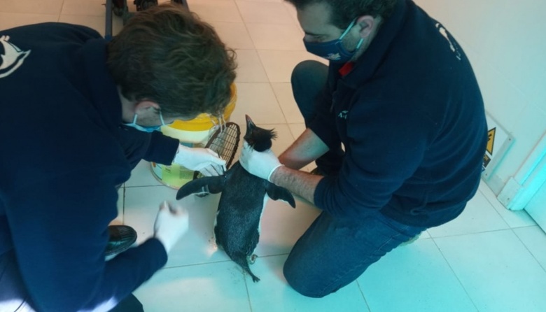 Desde la estación de piscicultura entregaron ejemplares rescatados a fundación marplatense