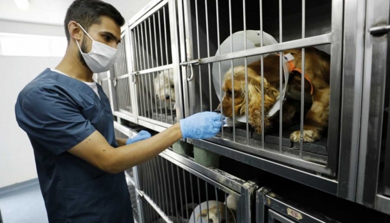 Capacitación online sobre el "control animal"