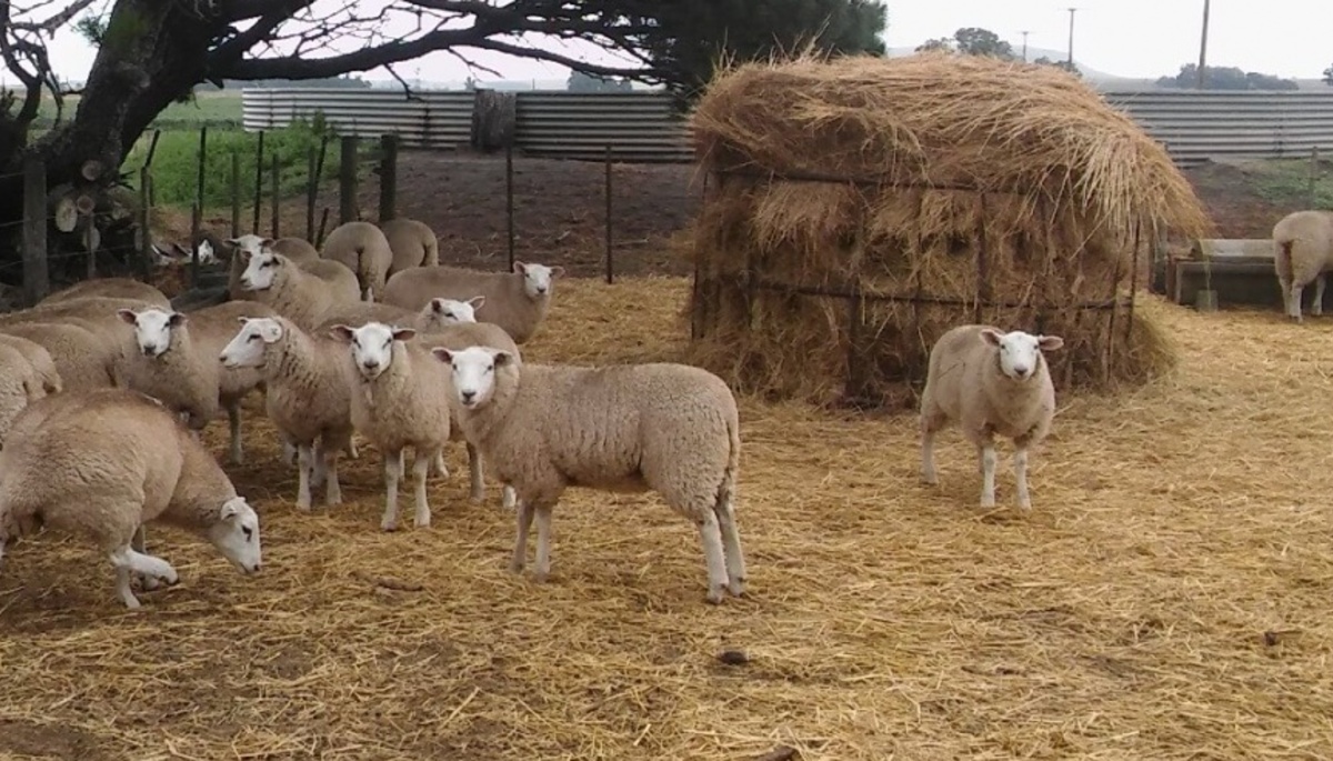Alerta en Balcarce: Robaron corderos no aptos para el consumo