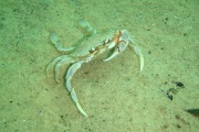 La Estación Hidrobiológica describió al cangrejo "nadador de la arena"