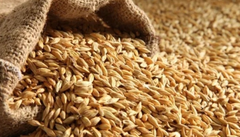 Compañía cerealera local exportó su primer ciclo de "cebada sustentable" que será utilizada por Heineken