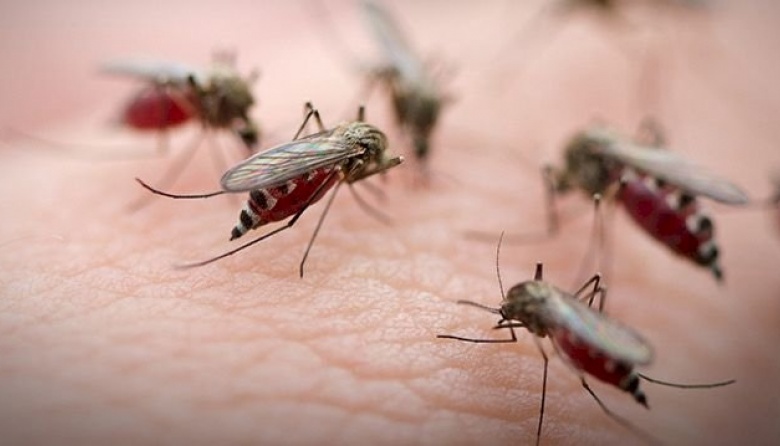 Necochea libre de dengue y encefalitis equina según el gobierno bonaerense