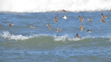 El Club de Observadores de Necochea realiza un censo de la llegada de aves playeras migratorias