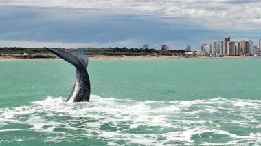 Necochea apunta a convertirse en destino de avistaje de ballenas en la costa bonaerense