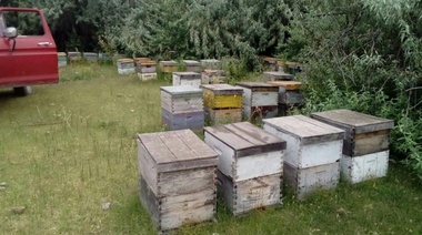 Emprendedor de abejas reinas quequense ganó concurso nacional