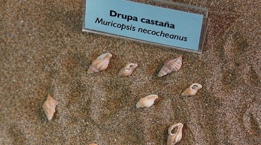 Inauguran una muestra de arte cuyas obras serán sorteados en beneficio de la Agrupación «Drupa Castaña»