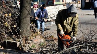 Comienza la temporada de poda urbana en Necochea: Solicita autorización para mantener tus árboles en condiciones