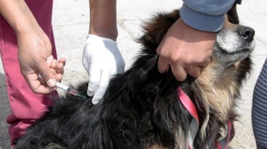 Aplicarán la vacuna contra la rabia a las mascotas en el barrio 9 de Julio