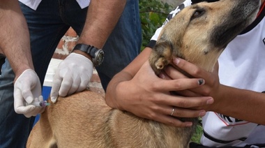 Costa Bonita: Operativo de vacunación antirrábica y charla sobre tenencia responsable de mascotas