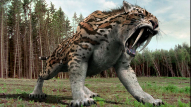 Qué es un esmilodontes, el Tigre Diente de Sable que fue hallado por necochenses