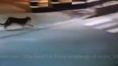 Video: Suspenden las clases por un puma suelto en el centro de Villa Gesell