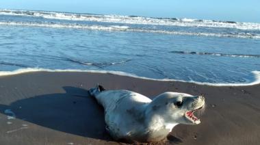 Una Foca Cangrejera fue vista en las costas cercanas a Karamawi