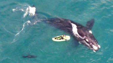 Avistaje de Ballenas: Buscan regularizar el transporte náutico para persona