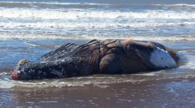 Luto en el mar: Otra Ballena Jorobada aparece muerta en las costas de Necochea