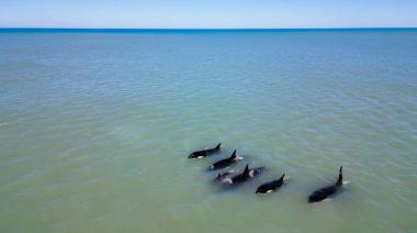 Espectáculo en las costas de Necochea y Quequén: Orcas y ballenas deslumbraron con su visita