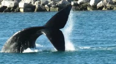 Espectáculo natural: Ballenas maravillaron a locales y turistas en Necochea y Quequén