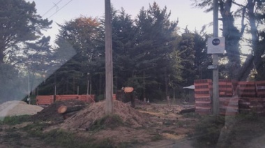 Villa del Deportista: denuncian extracción ilegal de árboles