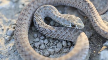 Advierten sobre la aparición de serpientes en Necochea: Medidas preventivas y recomendaciones