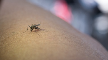 Combatir el dengue desde la nutrición: Recomendaciones para fortalecer las defensas