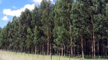 Hasta fines de mayo se podrán solicitar ejemplares para la realización de forestaciones en territorio bonaerense