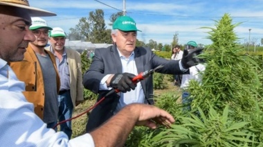 Jujuy inició la cosecha de cannabis medicinal "más importante de Latinoamérica"