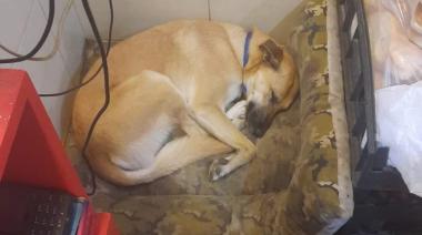 Incidente en la playa: "Rubio", el perro callejero, causó debate entre guardavidas y proteccionistas