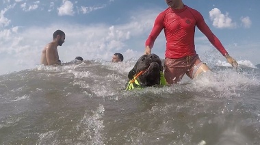 Truman: El perro guardavidas que aprende a rescatar bañistas en Necochea