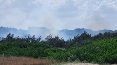 Incendio en el Parque Miguel Lillo: Rápida intervención de bomberos y personal municipal evitó una catástrofe