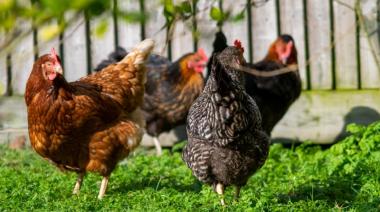 Bromatología alerta a propietarios de aves de corral para evitar la propagación de la gripe aviar