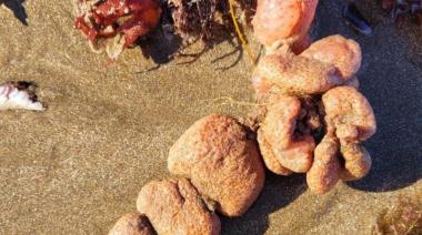 Misteriosas "papas de mar" aparecieron en Mar del Plata : "No se recomienda tocarlas"