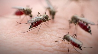 Dengue en Necochea: dos casos importados con evolución favorable